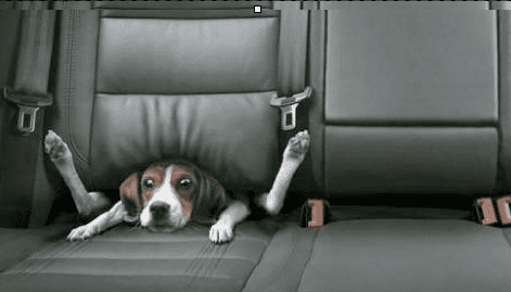 dog-stuck