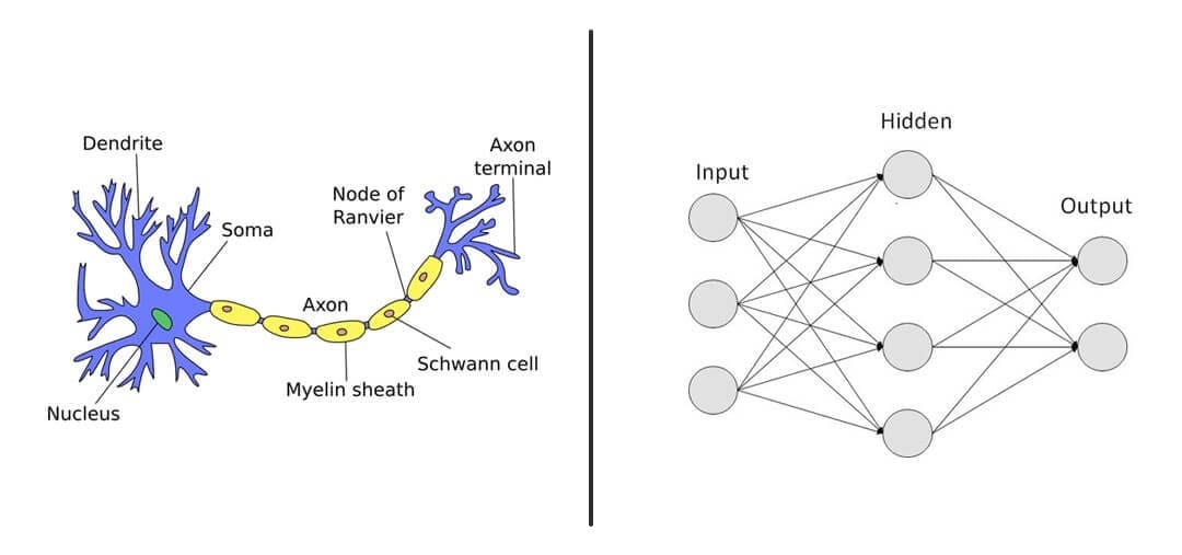 python dl brain neuron and deep leaning networks